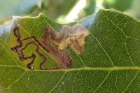 Ectoedemia haraldi/heringella