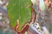 Stigmella aurella