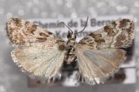 Scoparia pyralella