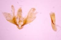 Scoparia pyralella