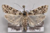 Eudonia lineola