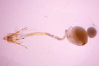 Eudonia lineola
