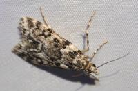 Eudonia lineola