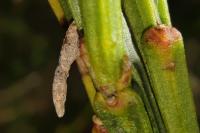 Coleophora calycotomella