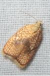 Acleris forsskaleana