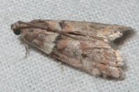 Acrobasis consociella
