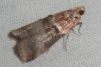 Acrobasis tumidana