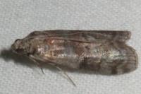 Phycita roborella
