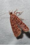 Lozotaeniodes formosana