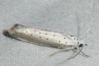 Yponomeuta rorrella