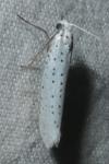 Yponomeuta evonymella