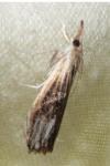 Catoptria verellus