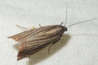 Chrysoteuchia culmella