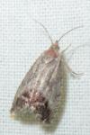 Cydia splendana
