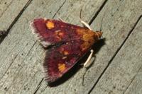 Pyrausta aurata