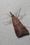 Synaphe punctalis