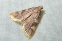 Hypsopygia costalis