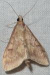 Ostrinia nubilalis/scapulalis