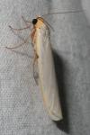 Eilema caniola