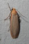 Katha depressa