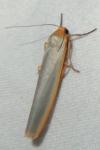 Manulea complana