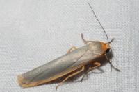 Manulea complana