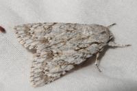 Acronicta aceris