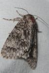 Acronicta megacephala