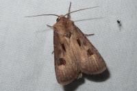 Agrotis exclamationis
