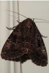 Amphipyra berbera/pyramidea