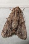 Apamea monoglypha