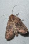 Hoplodrina octogenaria