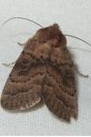 Hoplodrina octogenaria