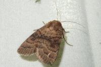Hoplodrina octogenaria