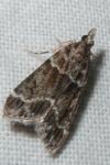 Eudonia mercurella