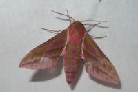 Deilephila elpenor