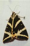 Euplagia quadripunctaria