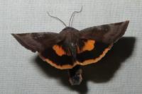 Noctua janthina
