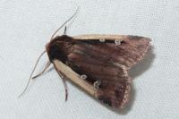 Ochropleura leucogaster