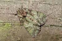 Polyphaenis sericata