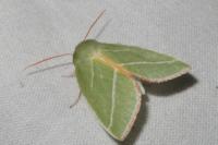 Pseudoips prasinanus