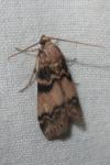 Euzophera pinguis