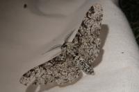 Biston betularia