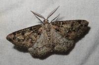 Cleorodes lichenaria