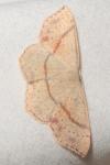 Cyclophora punctaria