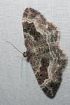 Epirrhoe alternata