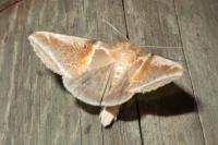 Habrosyne pyritoides