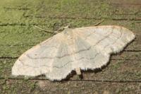 Idaea aversata