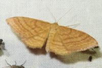 Idaea ochrata