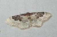 Idaea rusticata